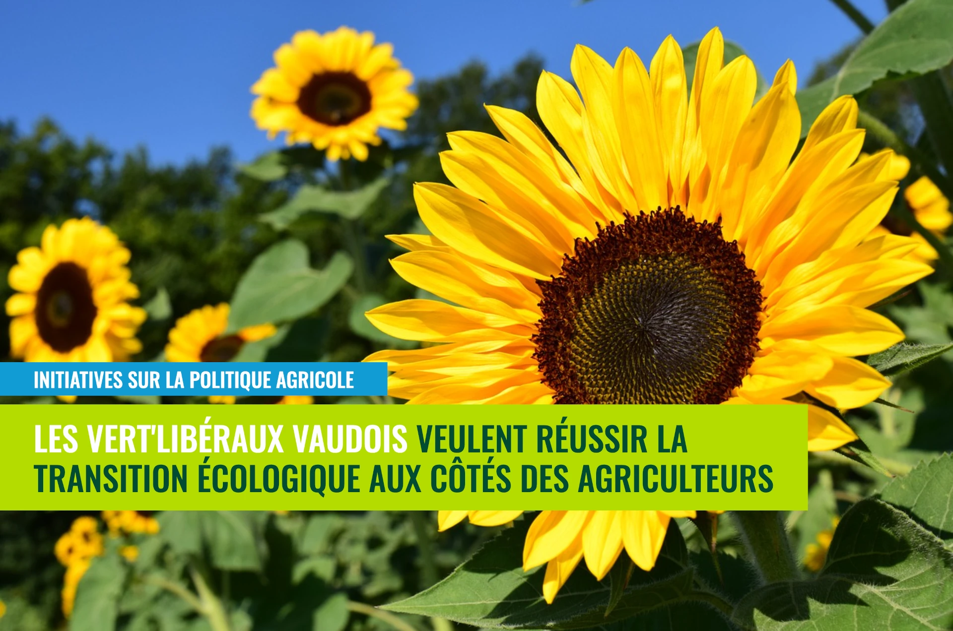 Tournesol